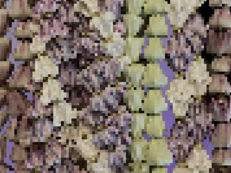 Aloha Got Soul Presents: Home Grown