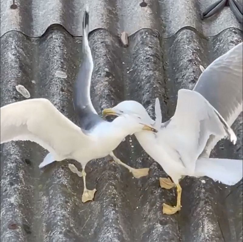 HE4RTBROKEN W/ EMOTIONAL HOOLIGAN