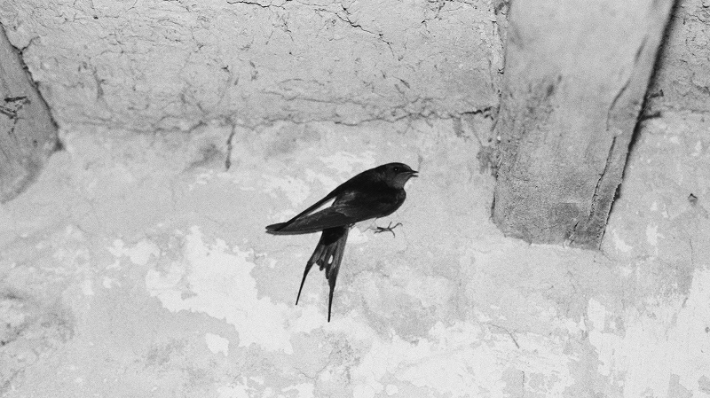 The Early Bird Show w/ PAM