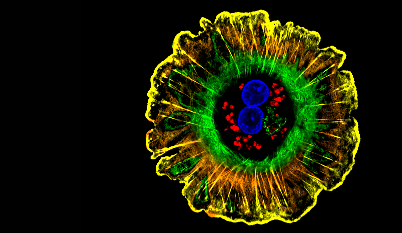 Circle Packing w/ Occo
