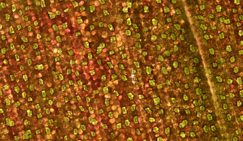 Circle Packing w/ Liam Sutro