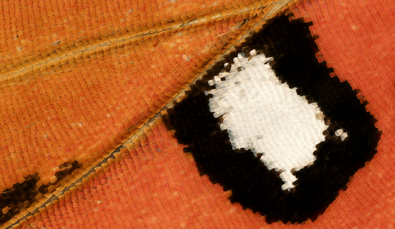 Circle Packing w/ Occo