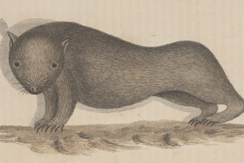 Great Southern Lands w/ James W