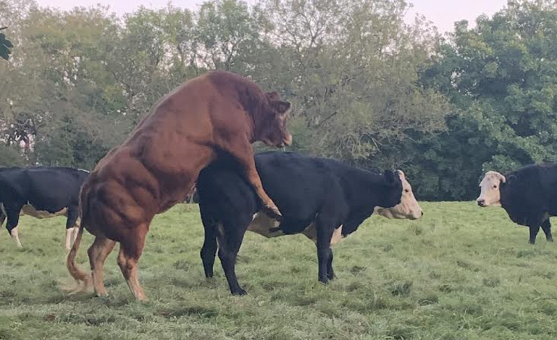 Sacred Pools Country Special: Murderous Songs of Death, Madness & Heartbreak 1952 - 1988