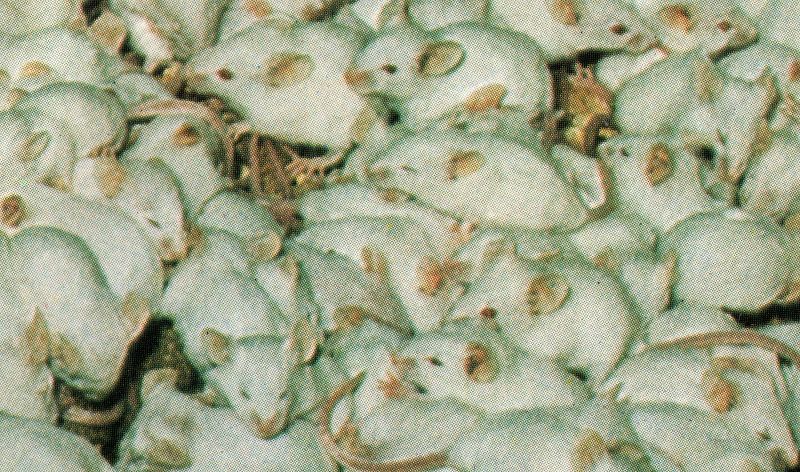 Machines of Loving Grace w/ Midwife