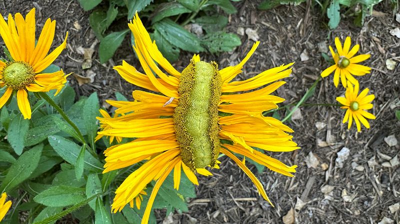 TRiNH - Spirit of Summer