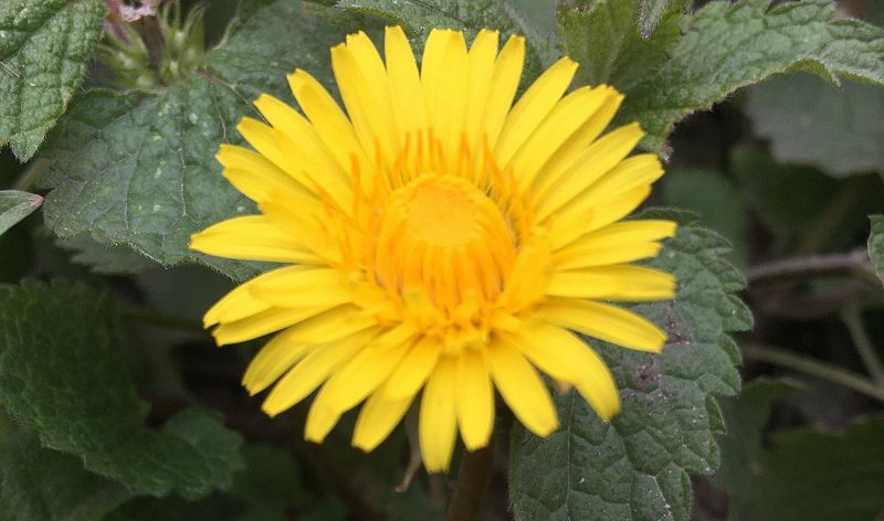 same track, different name: Curated by Mica Levi - NTS 10