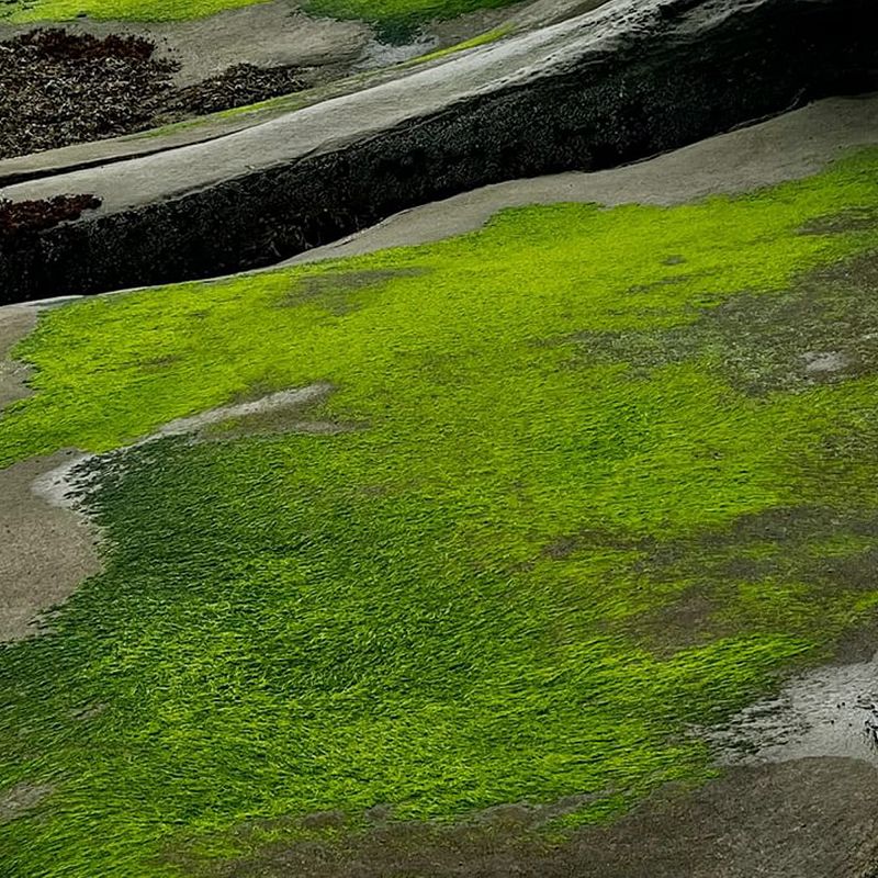 Pender Street Steppers & YU SU