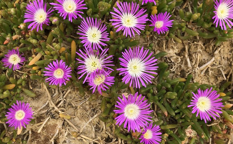 Pacing The Platform w/ upsammy