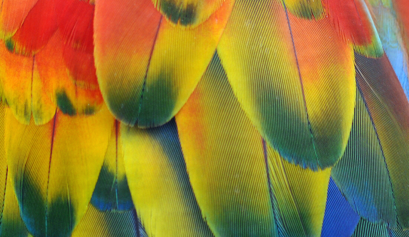 Circle Packing w/ Occo