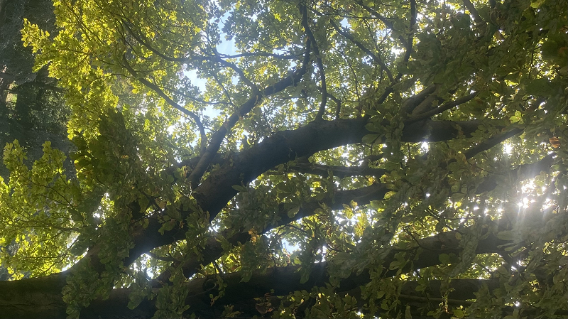 PRIMAL REBIRTH W/ NEWNIA