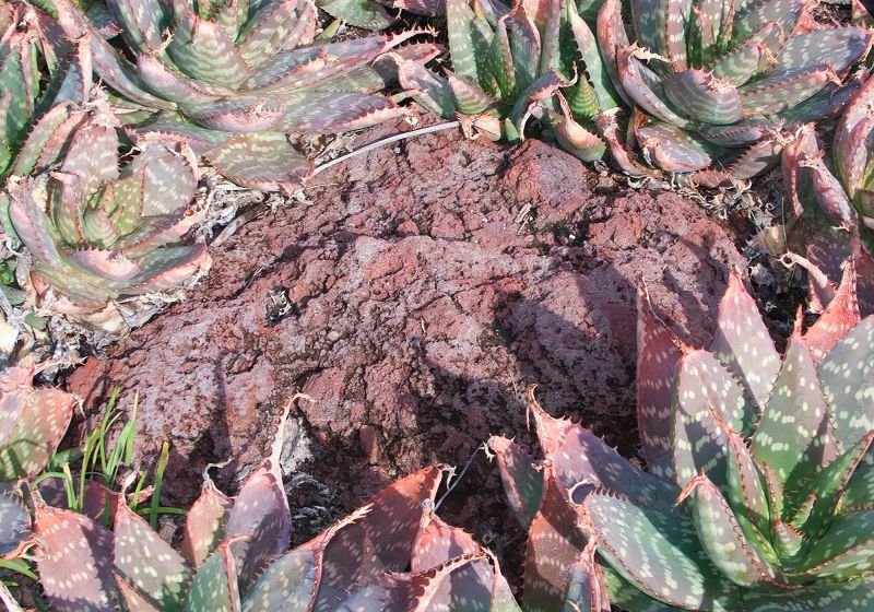 S K Y A P N E A w/ Juniper Foam