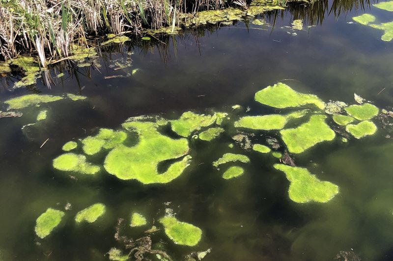 Pacing The Platform w/ upsammy