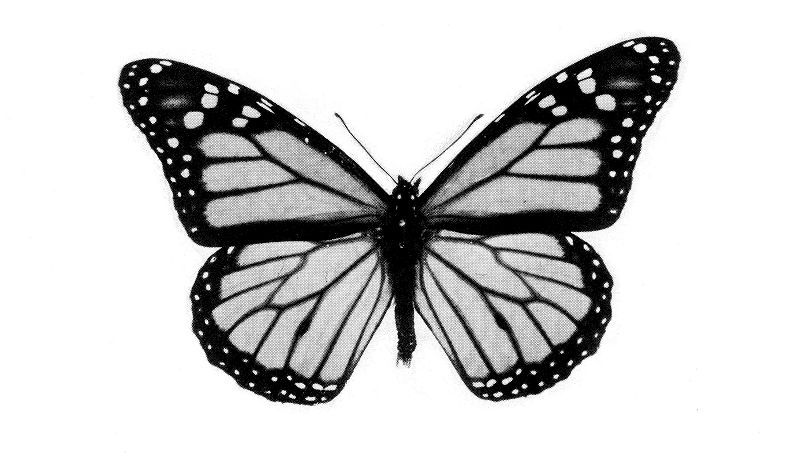 Machines of Loving Grace w/ Midwife