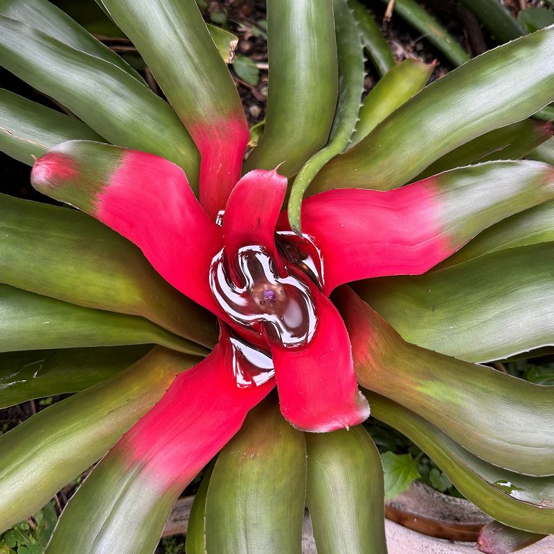 Pacing The Platform w/ upsammy