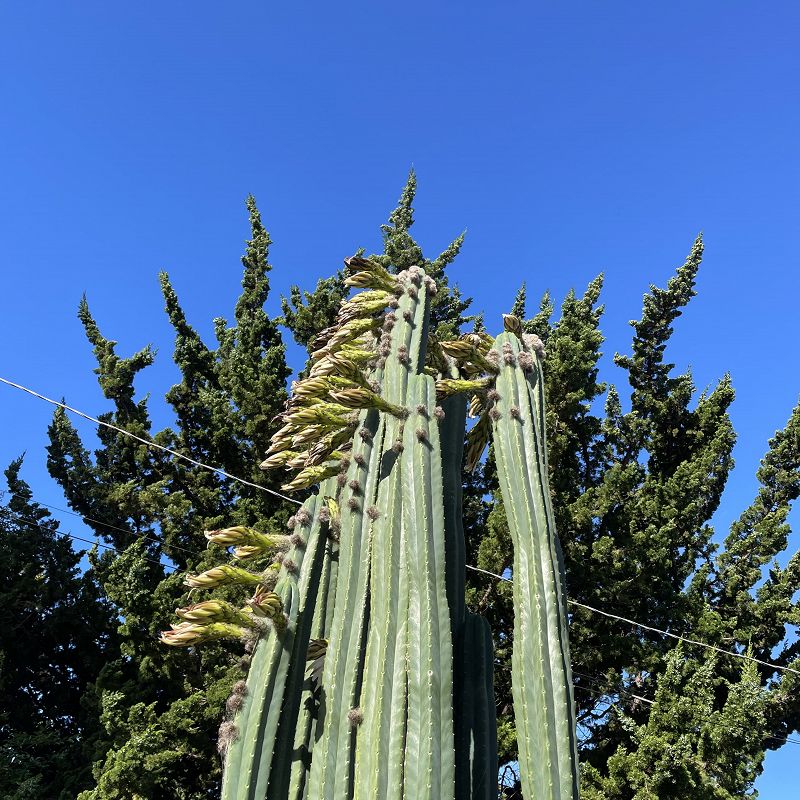 A Month of Sundays w/ Wonja