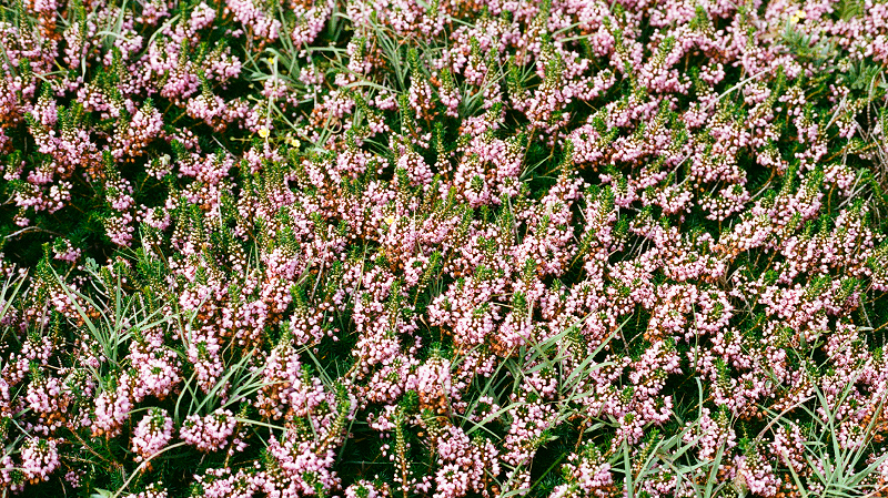 The Early Bird Show w/ PAM