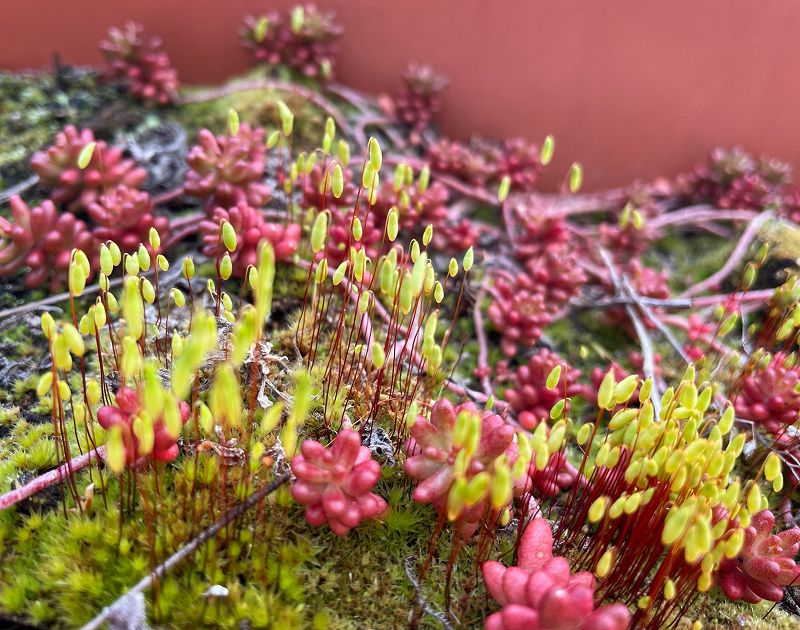 Sacred Pools w/ FASO 