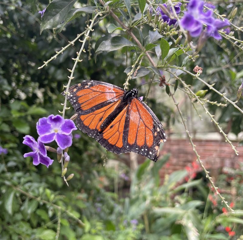Huevo Larva Pupa Adulto W/ Tellurian Thomas