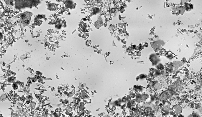 Circle Packing w/ Occo