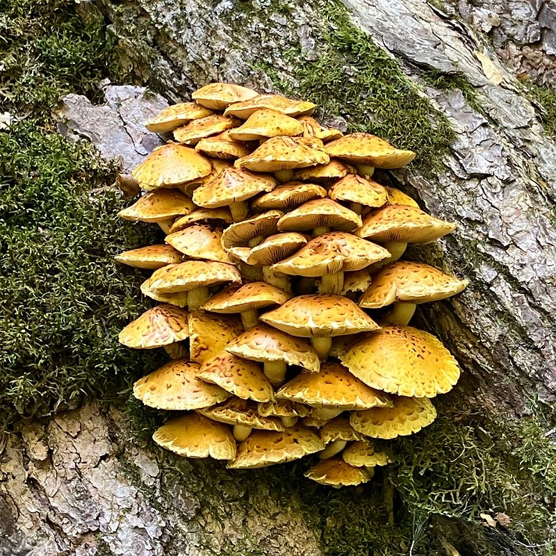 A Month of Sundays w/ Bill Spencer