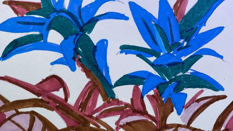 BROMELIA BLOSSOMS W/ SERGIO CALDERONI