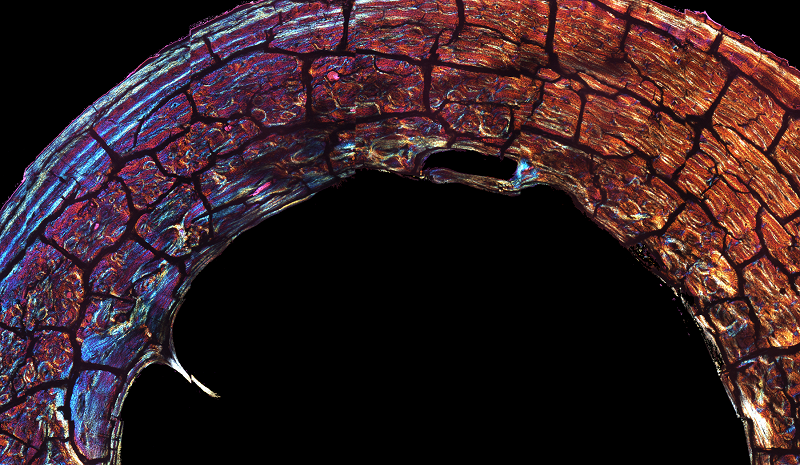 Circle Packing w/ Occo