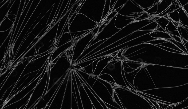 Circle Packing w/ Occo