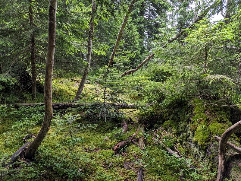 Kankyō Ongaku mix w/ corticyte