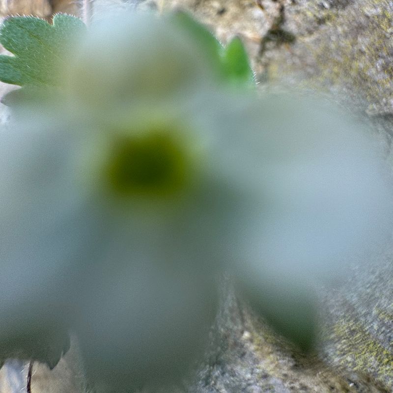 Pacing The Platform w/ upsammy