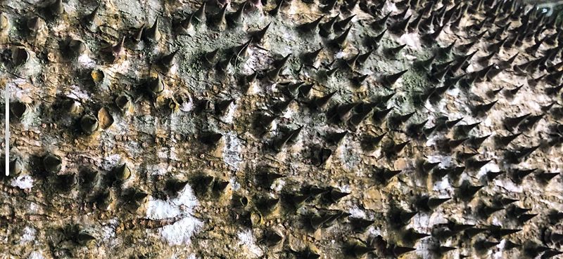 Live From Shanghai: Zean